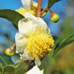 Live Tea Plant - Camellia Sinensis - Set of 3 Starter Plants 5-7 Inches