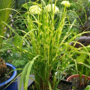 Maiden Grass Plant, 2.5 Inch Pot - Miscanthus Grass