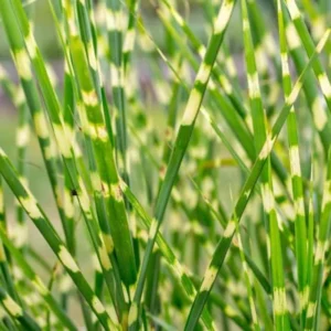 Maiden Grass Plant, 2.5 Inch Pot - Miscanthus Grass