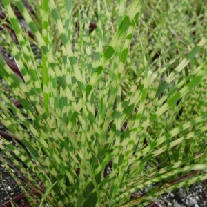 Maiden Grass Plant, 2.5 Inch Pot - Miscanthus Grass