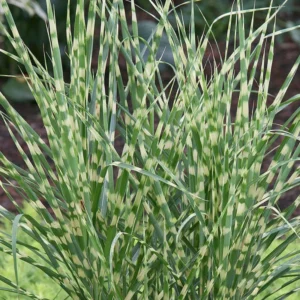 Maiden Grass Plant, 2.5 Inch Pot - Miscanthus Grass