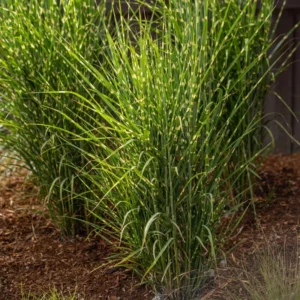 Maiden Grass Plant, 2.5 Inch Pot - Miscanthus Grass