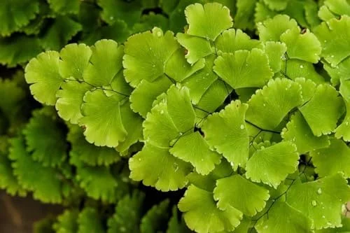 Maidenhair Fern Plant - 3.5 Inch Potted Live Fern Plant - Ready to Plant
