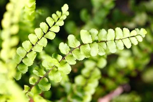 Maidenhair Fern Plant - 3.5 Inch Potted Live Fern Plant - Ready to Plant