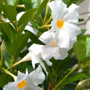 Mandevilla Vine Plant 3-Pack White, Live Starter Plants, 5-8 Inch Tall