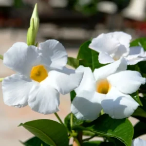 Mandevilla Vine Plant 3-Pack White, Live Starter Plants, 5-8 Inch Tall