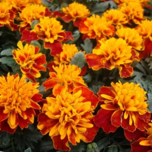 Marigold Flower Plant - 4 Inch Pot - Yellow and Red Live Plants
