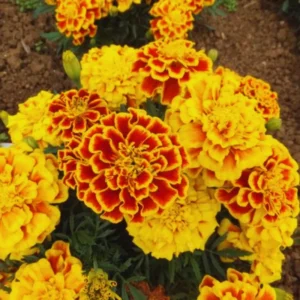 Marigold Flower Plants - 3 Pack Orange Red Live Plants 5-8 Inch