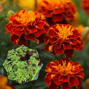 Marigold Flower Plants - 3 Pack Orange Red Live Plants 5-8 Inch