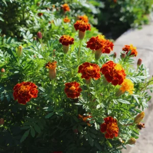 Marigold Flower Plants - 3 Pack Orange Red Live Plants 5-8 Inch