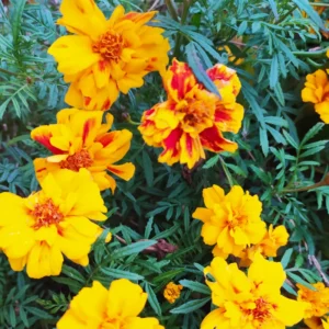 Marigold Flower Plants - 3 Pack Orange Red Live Plants 5-8 Inch