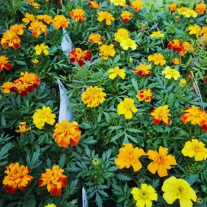 Marigold Flower Plants - 3 Pack Orange Red Live Plants 5-8 Inch