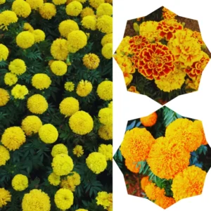Marigold Plants Live - 3 Mix Starter Flower Plants - Garden Ready