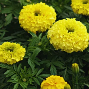 Marigold Plants Live - 3 Mix Starter Flower Plants - Garden Ready