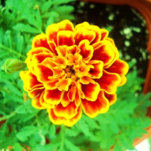Marigold Plants Live - 3 Mix Starter Flower Plants - Garden Ready