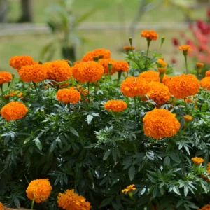 Marigold Plants Live - 3 Starter Orange Flowers - Garden Ready