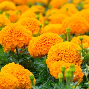 Marigold Plants Live - 3 Starter Orange Flowers - Garden Ready