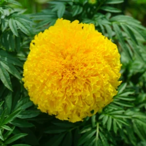 Marigold Plants Live, 3 Starter Plants, Yellow, 5-7 Inches, Garden Ready