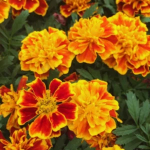 Marigold Plants Live Red Orange - 3 Starter Plants 5-7 Inches