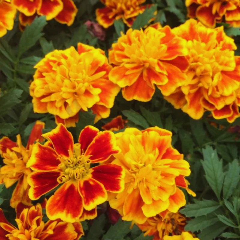 Marigold Plants Live Red Orange - 3 Starter Plants 5-7 Inches