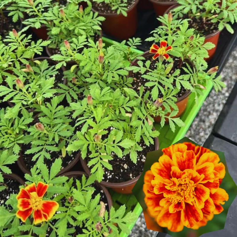 Marigold Plants Live Red Orange - 3 Starter Plants 5-7 Inches