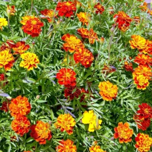 Marigold Plants Live Red Orange - 3 Starter Plants 5-7 Inches