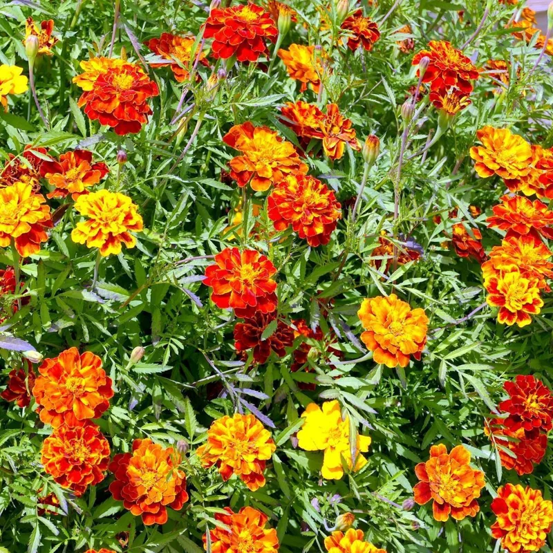 Marigold Plants Live Red Orange - 3 Starter Plants 5-7 Inches