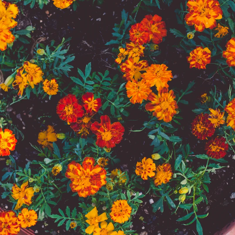 Marigold Plants Live Red Orange - 3 Starter Plants 5-7 Inches