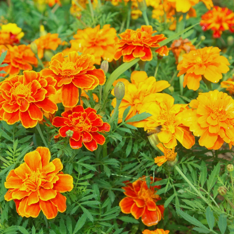 Marigold Plants Live Red Orange - 3 Starter Plants 5-7 Inches