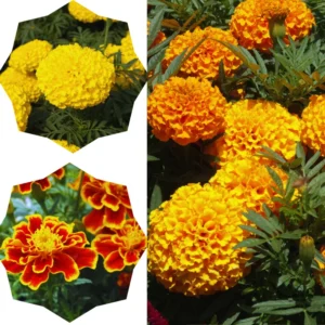 Marigold Plants Live Starter Plants Mix Variety 5-7 Inch Height