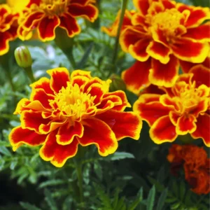 Marigold Plants Live Starter Plants Mix Variety 5-7 Inch Height