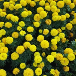 Marigold Plants Live Starter Plants Mix Variety 5-7 Inch Height
