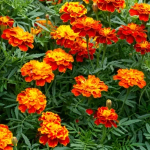 Marigold Plants Pack - Yellow Red Flowering Plants 3-5 Inch Indoor Outdoor