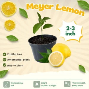 Meyer Lemon Tree Live Plant - 1-2 Inch Starter - Perennial Fruit Tree