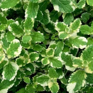 Mint Plant - Fresh Herb Live Plant - Indoor/Outdoor - Culinary & Aromatic