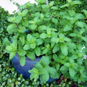 Mint Plant - Fresh Herb Live Plant - Indoor/Outdoor - Culinary & Aromatic