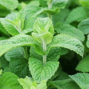 Mint Plant - Fresh Herb Live Plant - Indoor/Outdoor - Culinary & Aromatic