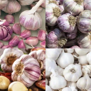 Mix Garlic Bulbs