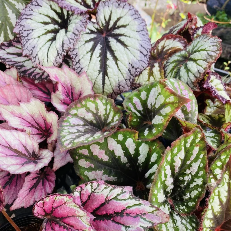 Mixed Begonia Plants - Bareroot - 3-4 Inches Height Garden Ready