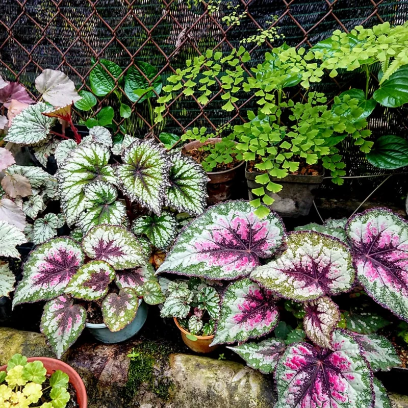 Mixed Begonia Plants - Bareroot - 3-4 Inches Height Garden Ready