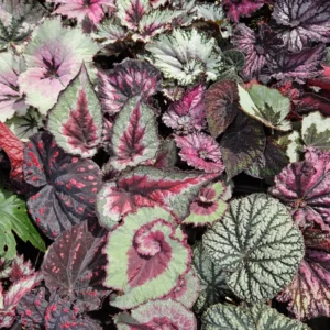 Mixed Begonia Plants - Bareroot - 3-4 Inches Height Garden Ready