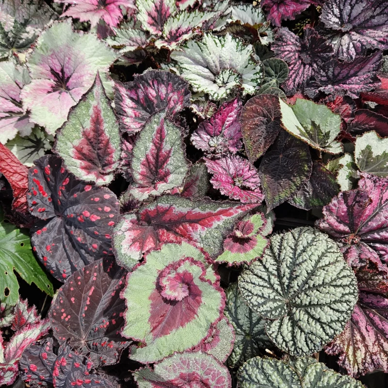 Mixed Begonia Plants - Bareroot - 3-4 Inches Height Garden Ready