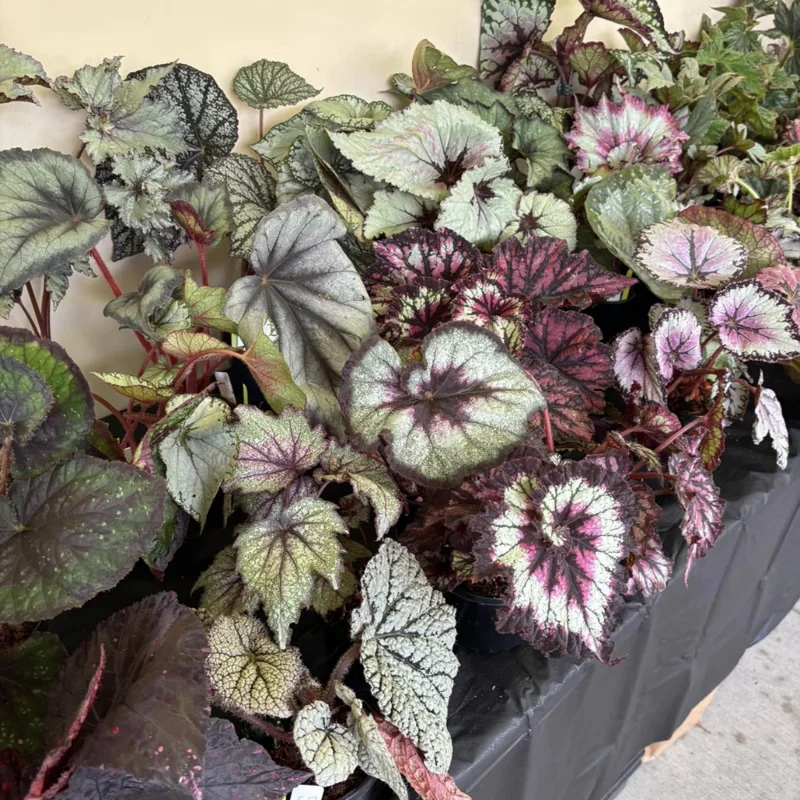 Mixed Begonia Plants - Bareroot - 3-4 Inches Height Garden Ready