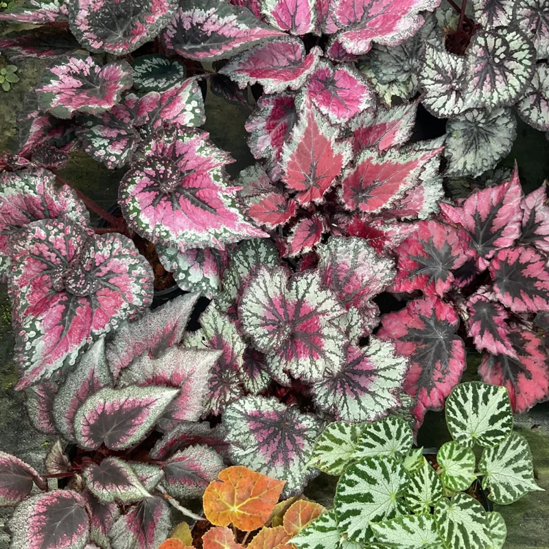 Mixed Begonia Plants - Bareroot - 3-4 Inches Height Garden Ready