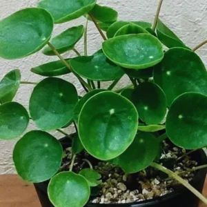 Money Plant Live Pilea Peperomioides Starter Plants - 5-8 Inch Houseplant