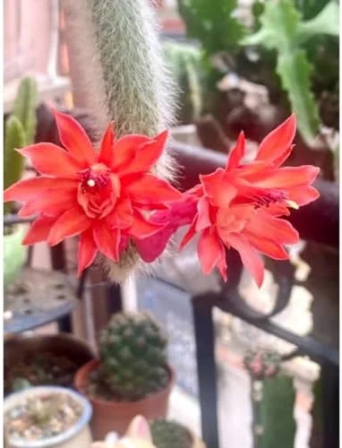 Monkey Tail Cactus Live Plant - 3.5-5" Bare Root Succulent - Green