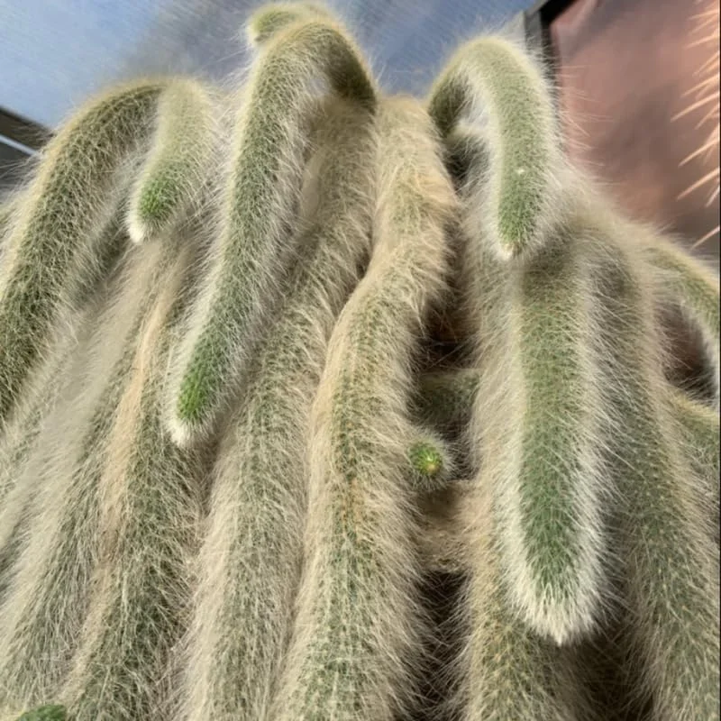 Monkey Tail Cactus Live Plant - 3.5-5 Inch No Pot - Unique Succulent