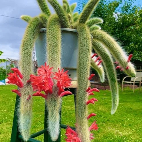 Monkey Tail Cactus - Live Plant, 3.5-5" Tall, Green - Unique Succulent