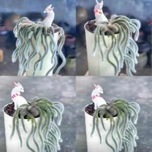 Monkey Tail Cactus - Live Plant, 3.5-5