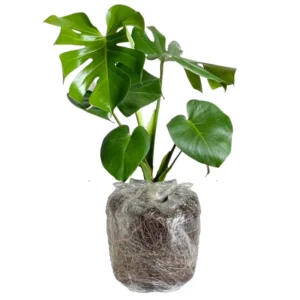 Monstera Deliciosa Plant Live Starter Indoor Plant 5 Inches Bareroot